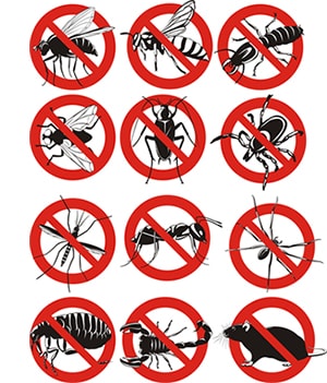 obtener un precio de una empresa de exterminio que puede retiro los avispones de su hogar o negocio en Woodworth Wisconsin y ayudarle a prevenir futuras infestaciones